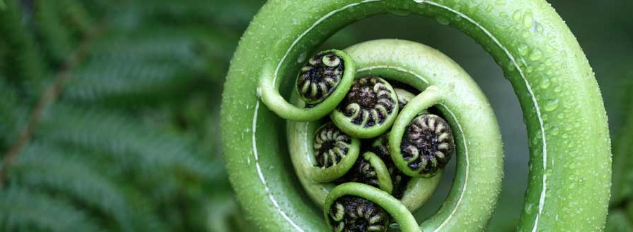 Creative strategies for better living