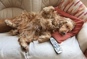 Cocker-spaniel-relaxing-Devon-Dog-Boarding1-300x203