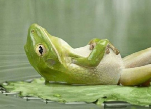 frog relaxing