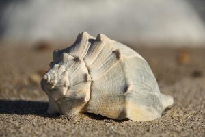 shell whelk