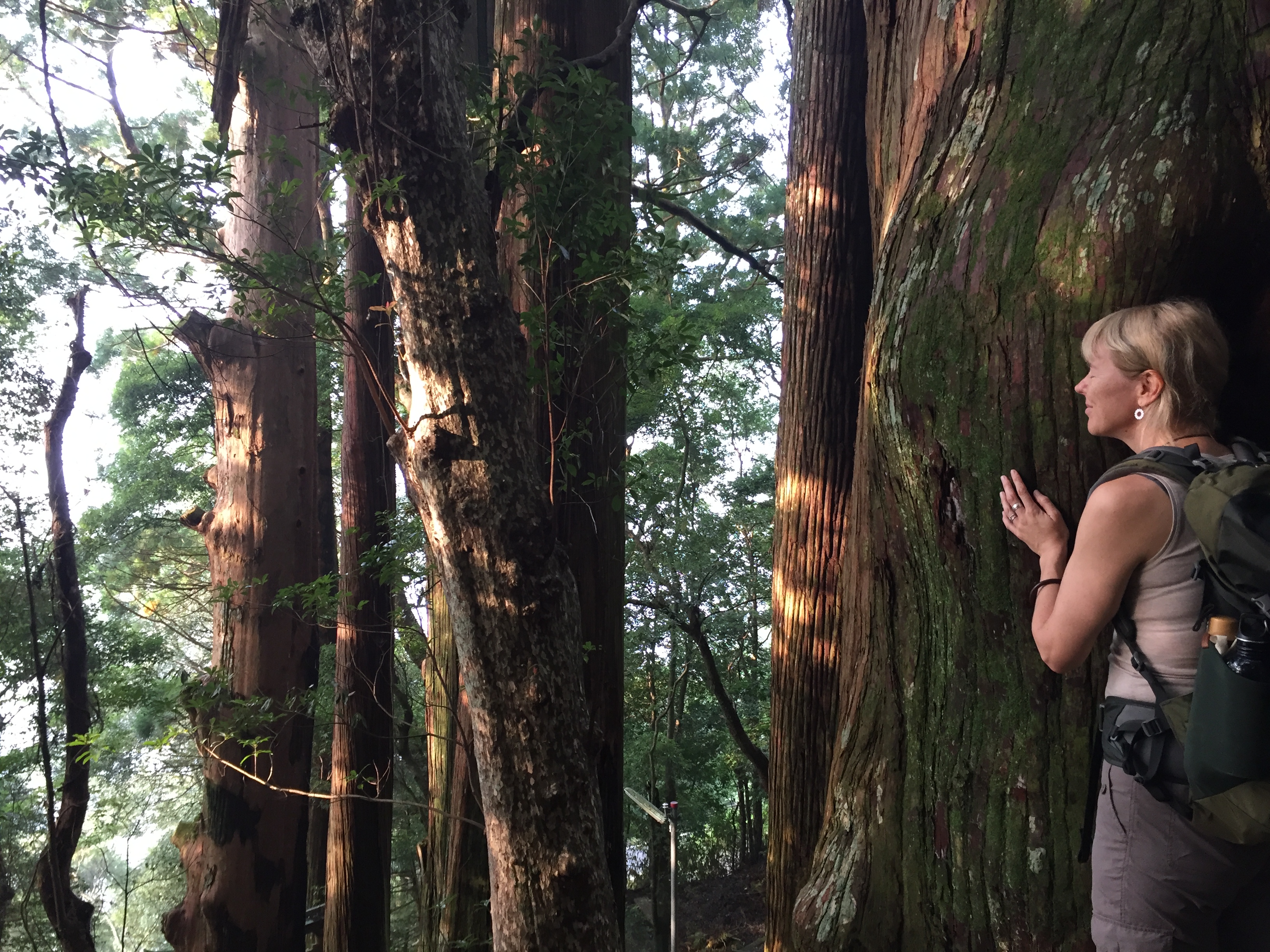 Shinrin Yoku: The healing power of forest bathing