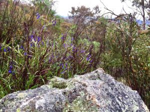 wildflowers