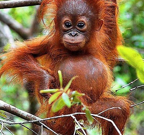 Why laughter is still the best medicine